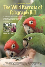 The Wild Parrots of Telegraph Hill series image
